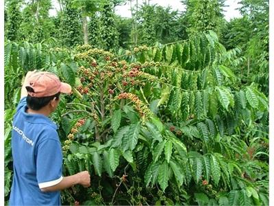 Cà Phê Chứng Nhận Tìm Đầu Ra Thông Thoáng