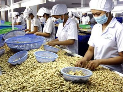 Xuất Khẩu Điều 2015 Sẽ Vượt Mốc 2 Tỷ USD