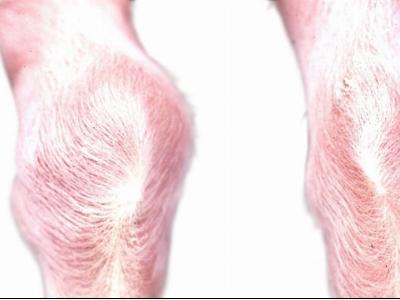 Bệnh thấp khớp do Mycoplasma hyorhinis ở lợn