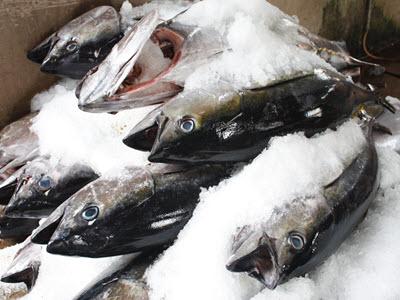 Giá cá ngừ, tôm hùm tại Phú Yên 06-10/01-2015