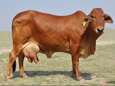 Cách phòng và trị bệnh viêm vú trên bò sữa
