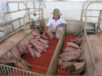 Chăm sóc lợn rừng nái trong giai đoạn đẻ