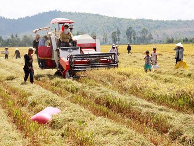 Giá lúa gạo tại Sóc Trăng ngày 26-10-2015