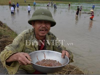 Già trẻ xuống đồng săn rươi, hớt vàng mười trên cạn