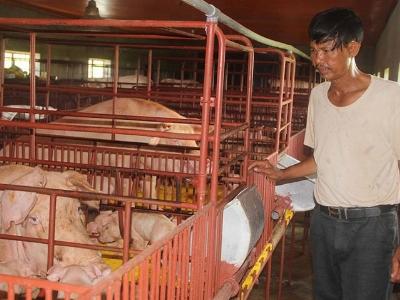 Hàng loạt chủ trang trại khó vay được vốn cấp chứng nhận nếu nguồn gốc đất rõ ràng