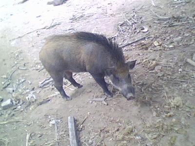 Nuôi lợn rừng cho lãi cao