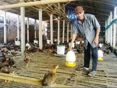 Hiệu quả từ nuôi gà trên đệm lót sinh học