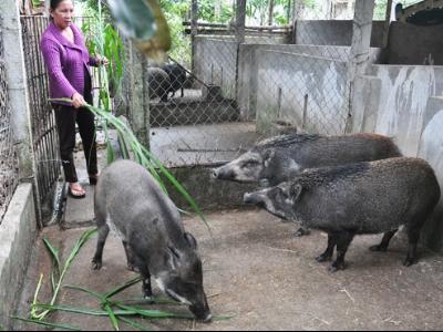 Kỹ thuật làm chuồng nuôi lợn rừng ( mô hình bán hoang dã)
