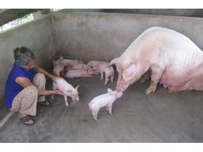 Kỹ thuật nuôi lợn nái sinh con