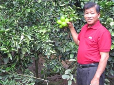 Lão nông thu nhập 30 tỷ đồng từ chanh, bưởi không hạt