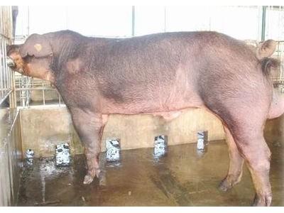 Một số chú ý trong chăn nuôi lợn đực giống vào mùa hè