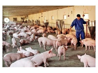 Nâng cao số lượng heo con