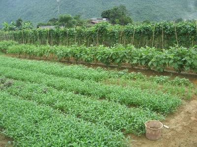 Nâng cao thu nhập từ trồng rau an toàn theo tiêu chuẩn VietGap