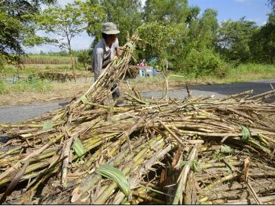 Ngành mía đường lo tồn kho, giá xuống thấp