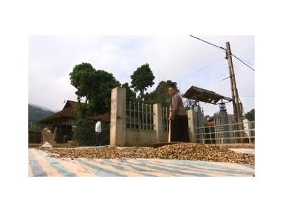 Người trồng cà phê ở Sơn La thua thiệt do thiếu thông tin giá cả