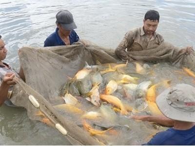 Nông dân huyện Trần Văn Thời vào mùa thu hoạch cá bổi