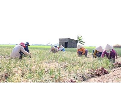 Nông dân lãi cao nhờ giá hành tím tăng