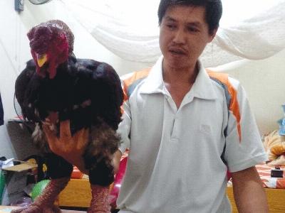 Nuôi gà tiến Vua