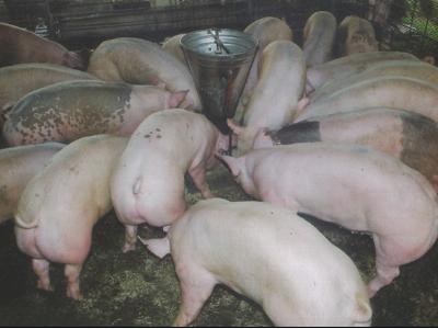 Bệnh giả dại ở heo