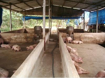 Một số giống lợn nội phổ biến ở nước ta