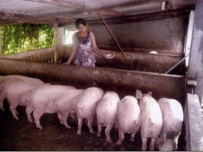 Các yêu cầu vệ sinh thú y trong chăn nuôi heo