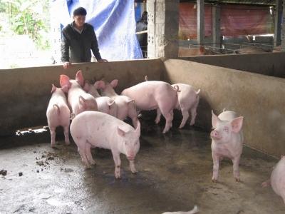 Nuôi lợn, cả xã làm giàu