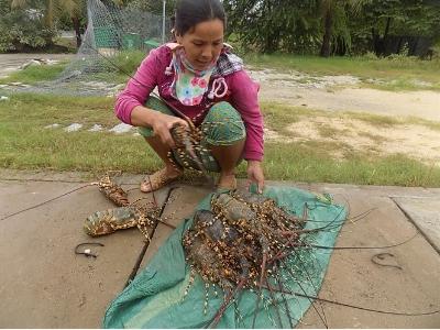 Nuôi tôm hùm tự phát