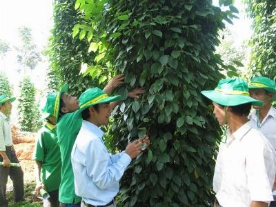 Phân bón Phú Mỹ giúp tăng năng suất cho cây tiêu