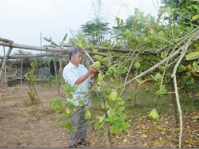 Phật thủ - Cây làm giàu của nông dân