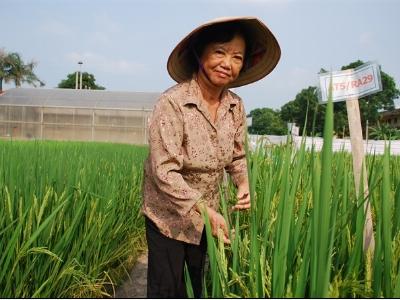 Quả bom rung chuyển làng giống