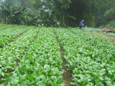 Rau màu giá cao, nông dân tích cực xuống giống