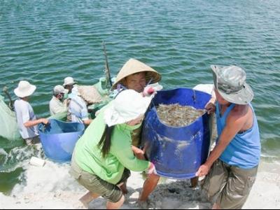 Sản lượng nuôi thủy sản toàn tỉnh Quảng Trị năm 2015 ước đạt 8.429 tấn