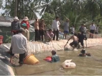 Tăng cường các biện pháp nuôi Tôm an toàn vụ nuôi 2016