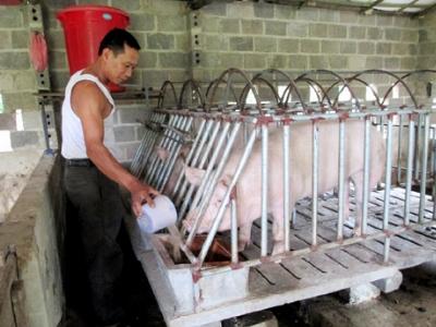 Tăng năng suất và sản lượng lợn nái sinh sản