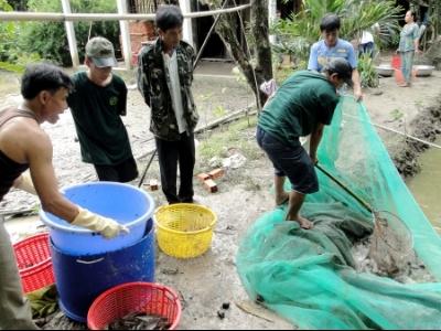 Tạo việc làm từ nuôi cá trê vàng