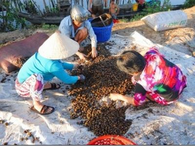 Thương lái nước ngoài ồ ạt thu mua gốc cây dương xỉ