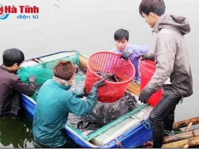 Tiến hành thu hoạch 50 tấn cá mú tại Nghi Xuân