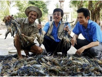 Tìm giải pháp nâng giá trị cho tôm càng xanh