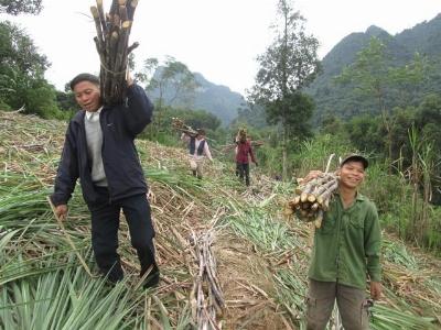 Trồng mía giúp tăng 10 - 15% thu nhập