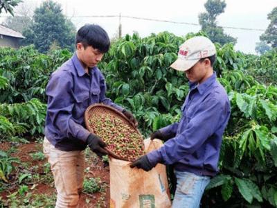 Cà phê sẽ giảm giá sâu vào năm 2017?