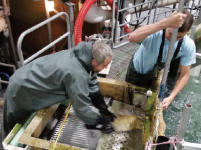 Novel air-based system transfers large salmon during harvest