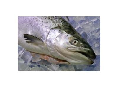 South Korea Successfully Farms Salmon