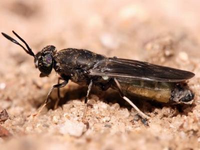 Insect larvae as fish meal replacement