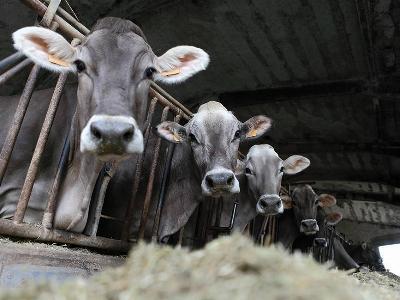 Preventing common metabolic disorders in dairy cattle