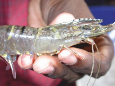 The Challenge of Shrimp Diseases in Asia
