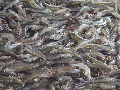 Critical decisions for shrimp harvesting and packing, Part 2