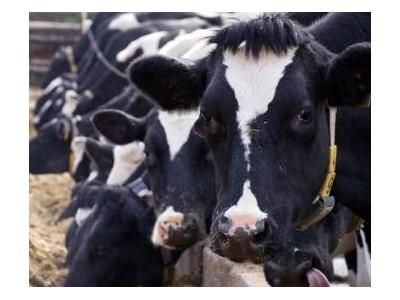 How to formulate better ruminant diets