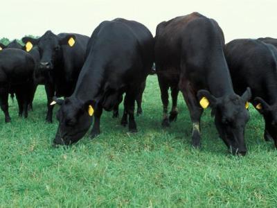 Cow Health: Grass staggers