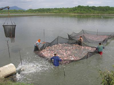Addressing safety in Latin Americas tilapia supply chain