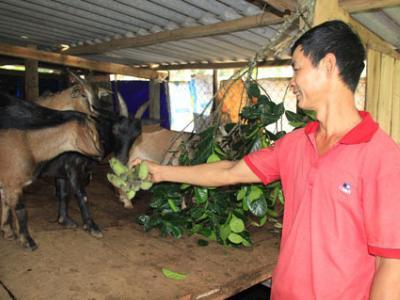 Có vốn nuôi dê, mau thoát cảnh nghèo